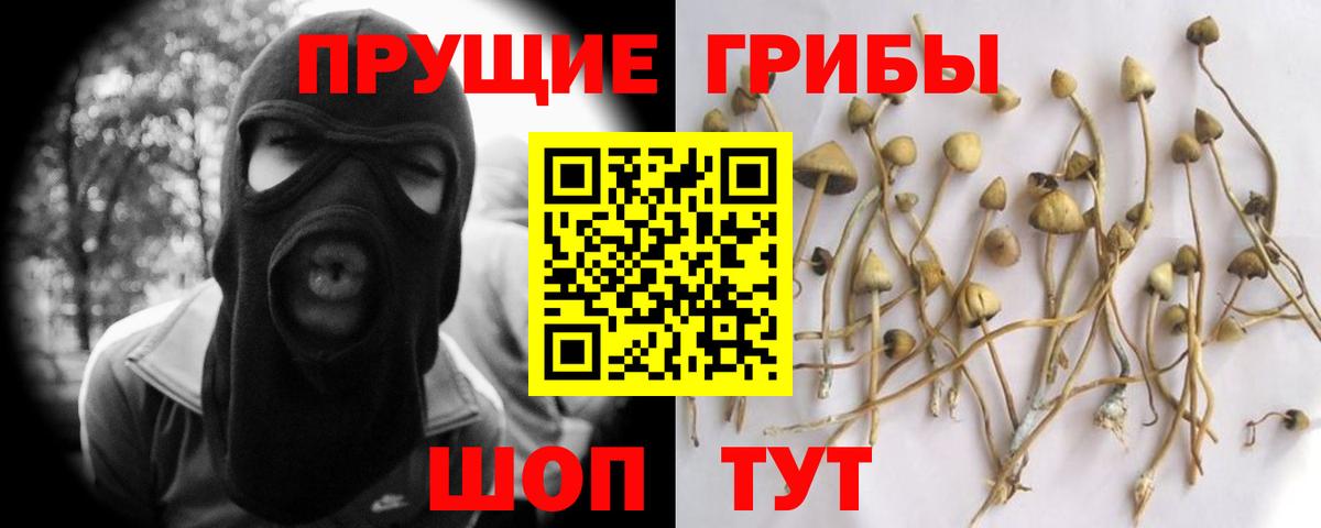 Курск  Псилоцибиновые грибы Psilocybine cubensis  Вход с VPN 